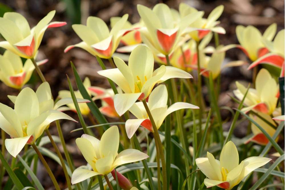 Botanisk Tulpan 'Clusiana Tinka'